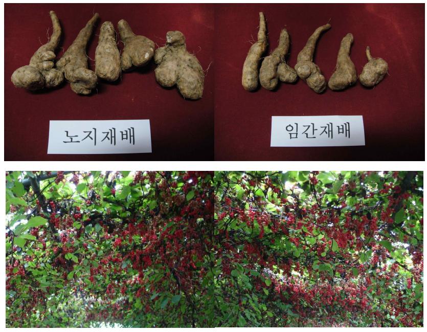 Photos of harvest of Schizandra chinensis Baillon. and Disocorea batatas