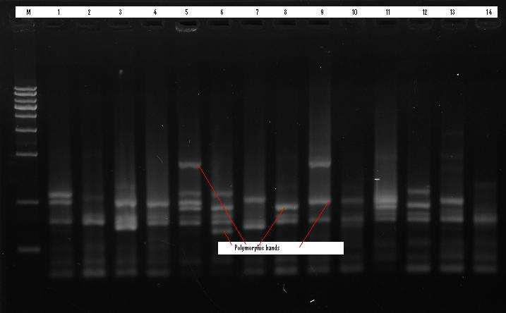 PCR amplification of DNA from sixteen mulberry varieties with ISSR UBC-824 primer Where M-DNA ladder 1-Sukyae, 2-Chung-il, 3-Dangsang 7 hyung, 4-Sankum, 5-Enchalang, 6-Bulguksang, 7-Bosanghwan, 8-Bbusa, 9-Chumu, 10-Miyuriesiyu, 11-Gaelyangnosang, 12-Gaelyangdaehae, 13-Sukang, 14-Guksang 16 ho, 15-Chungol, 16-Samjonjosaeng