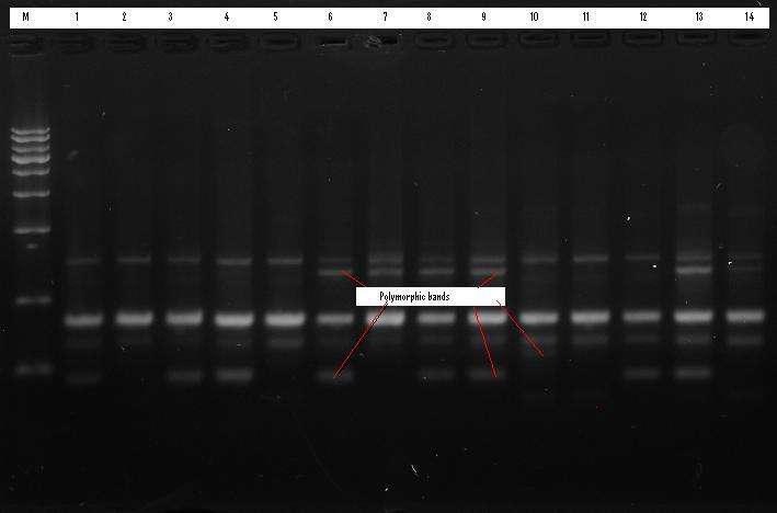 PCR amplification of DNA from sixteen mulberry varieties with RAPD OPA-04 primer Where M-DNA ladder 1-Sukyae, 2-Chung-il, 3-Dangsang 7 hyung, 4-Sankum, 5-Enchalang, 6-Bulguksang, 7-Bosanghwan, 8-Bbusa, 9-Chumu, 10-Miyuriesiyu, 11-Gaelyangnosang, 12-Gaelyangdaehae, 13-Sukang, 14-Guksang 16 ho, 15-Chungol, 16-Samjonjosaeng