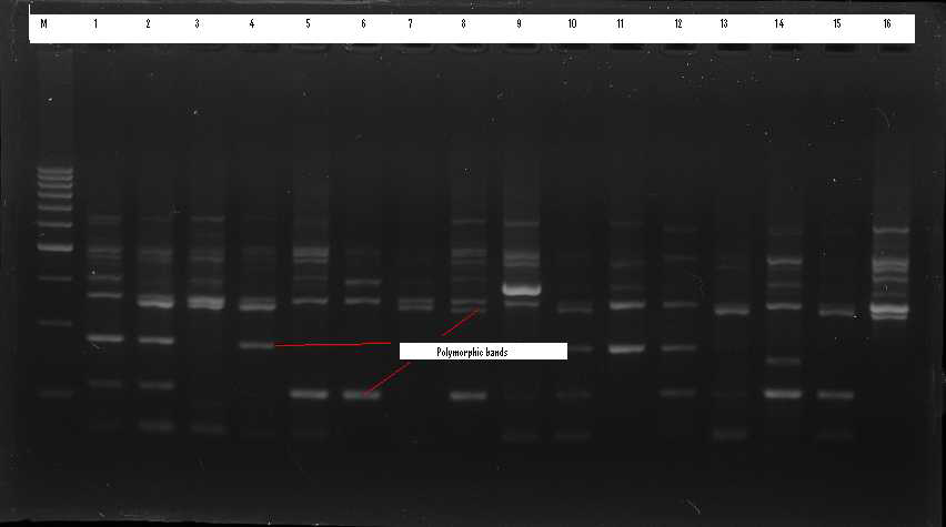 PCR amplification of DNA from sixteen mulberry varieties with RAPD OPA-04 primer Where M-DNA ladder 1-Sukyae, 2-Chung-il, 3-Dangsang 7 hyung, 4-Sankum, 5-Enchalang, 6-Bulguksang, 7-Bosanghwan, 8-Bbusa, 9-Chumu, 10-Miyuriesiyu, 11-Gaelyangnosang, 12-Gaelyangdaehae, 13-Sukang, 14-Guksang 16 ho, 15-Chungol, 16-Samjonjosaeng