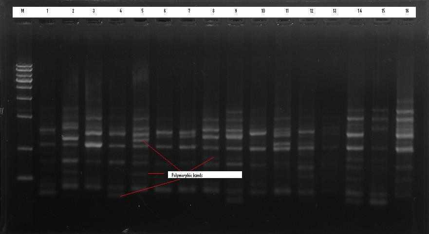 PCR amplification of DNA from sixteen mulberry varieties with ISSR UBC-824 primer Where M-DNA ladder 1-Sukyae, 2-Chung-il, 3-Dangsang 7 hyung, 4-Sankum, 5-Enchalang, 6-Bulguksang, 7-Bosanghwan, 8-Bbusa, 9-Chumu, 10-Miyuriesiyu, 11-Gaelyangnosang, 12-Gaelyangdaehae, 13-Sukang, 14-Guksang 16 ho, 15-Chungol, 16-Samjonjosaeng