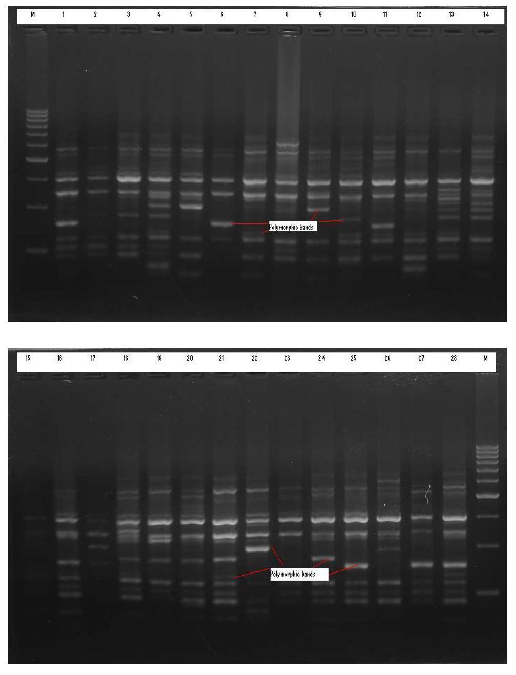 a and b: RAPD fingerprint of 28 mulberry varieties generated by the OPH-8 primer where M-marker, 1- Daelyuk, 2- Gadaneo, 3- Gaelangilji, 4- Sanjunggojo, 5- Dokjo, 6- Hanseoung, 7- Daechukmyen, 8- Hongpihyonsang, 9- Jangnoi, 10- Huyuptak, 11- Buguisam, 12- Dangsang 2 hyang, 13- Nunghojokyong, 14- Gakanosang, 15- Gemsang, 16- Bullanse, 17- Suwonsang 2 ho, 18- Joshanghongpinosa, 19- Gugoksang, 20-Suwonsang 3 ho, 21- Bakyupnosang, 22- Gabsan, 23- Myse, 24- Josaengshipmunja, 25- Sangjangab, 26- Dansang, 27- Yongchen, 28- Wharong.