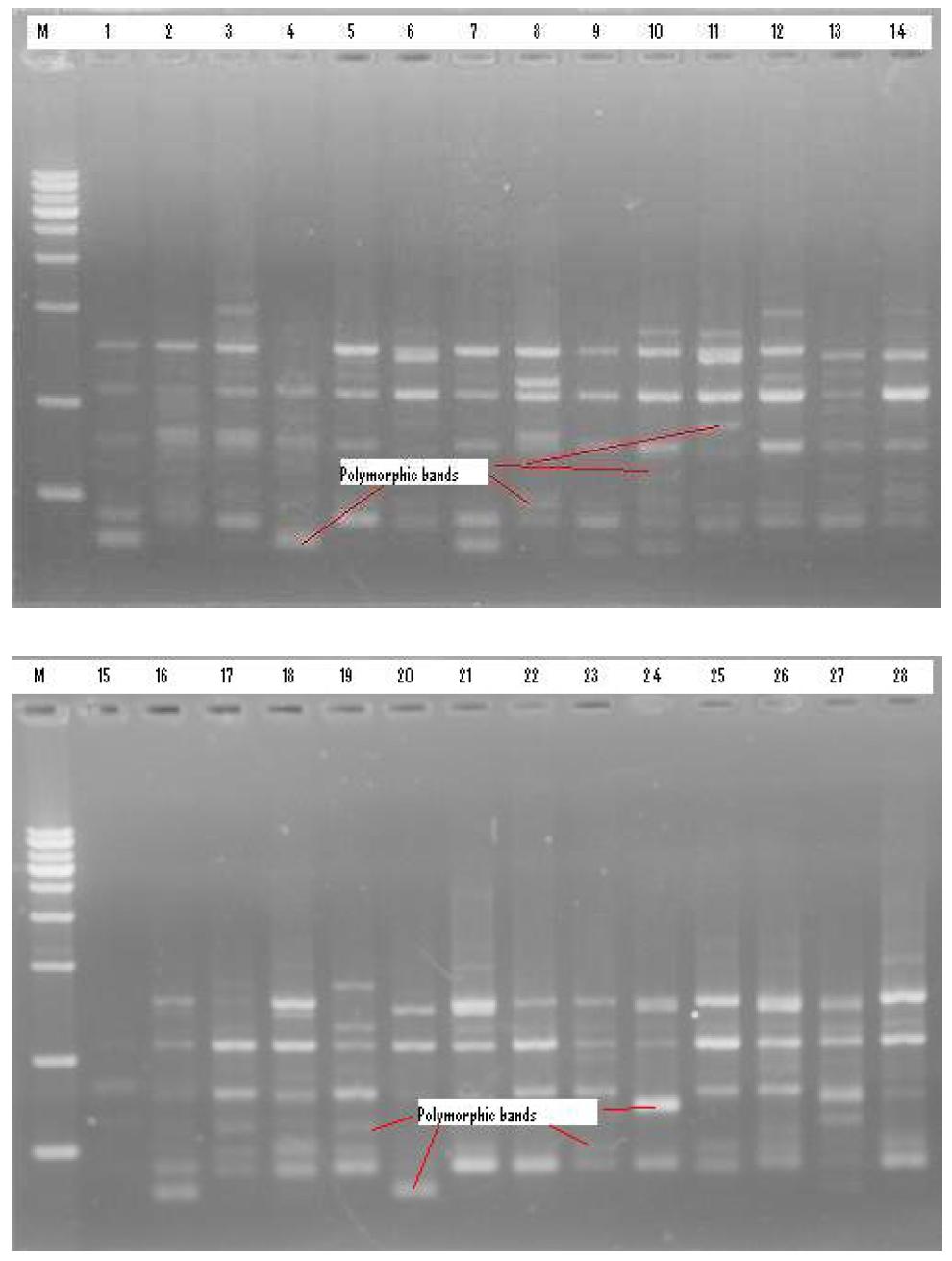 a and b: ISSR fingerprint of 28 mulberry varieties generated by the UBC-24 primer where M-marker, 1- Daelyuk, 2- Gadaneo, 3- Gaelangilji, 4- Sanjunggojo, 5- Dokjo, 6- Hanseoung, 7- Daechukmyen, 8- Hongpihyonsang, 9- Jangnoi, 10- Huyuptak, 11- Buguisam, 12- Dangsang 2 hyang, 13- Nunghojokyong, 14- Gakanosang, 15- Gemsang, 16- Bullanse, 17- Suwonsang 2 ho, 18- Joshanghongpinosa, 19- Gugoksang, 20-Suwonsang 3 ho, 21- Bakyupnosang, 22- Gabsan, 23- Myse, 24- Josaengshipmunja, 25- Sangjangab, 26- Dansang, 27- Yongchen, 28- Wharong.