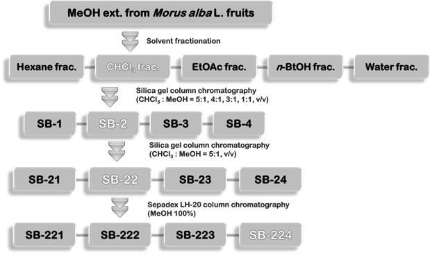 Isolation procedure of the biologically component from M. alba