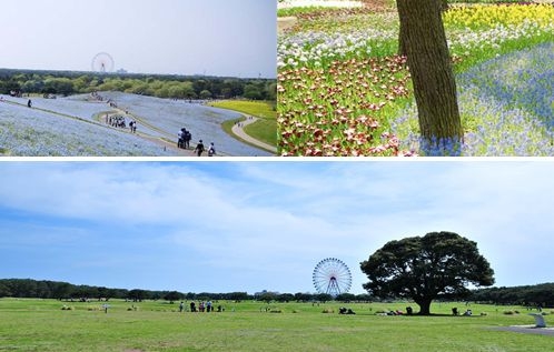 일본 히타치 공원 전경 및 시설