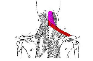 Trapezius p. descendenz