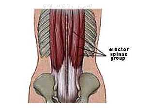 Erector spinae muscles