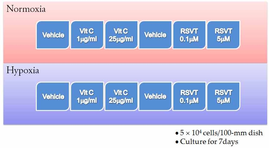 저산소조건 (2% hypoxia) + 항산화제 (Vitamin C, Resveratrol) 첨가