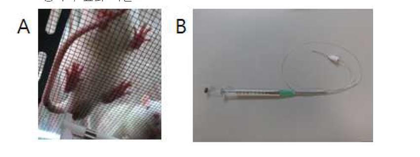 plastic cage에서 안정을 시킨 후 쥐의 발바닥을 von Frey filament로자극하는 장면 (A)과 제 5번 척수후근신경절에 항염증소염진통제 주사를 위해 제작한주사기(B)