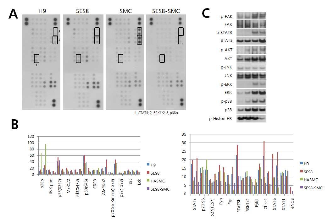 SMC, SES- 8, SES8- SMC, H9에서 신호전달 관련 단백질의 비교분석