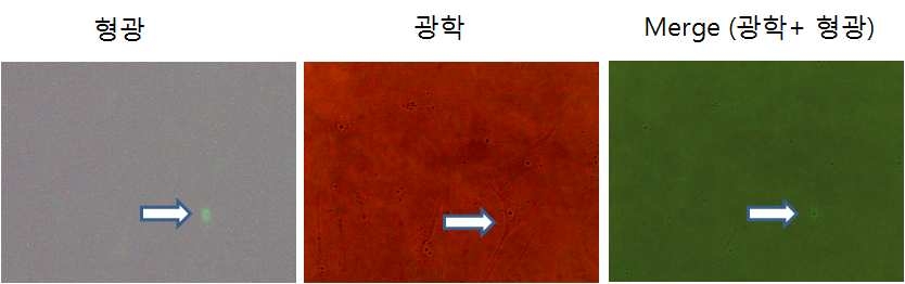 iOKSM inducible 평활근세포에서 c- Myc 단백질 발현의 세포염색