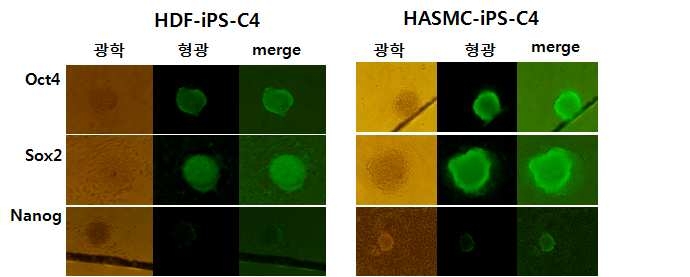 Version- 2 센다이바이러스에 의해 제작된 유도만능줄기세포주에서 세포염색법에 의한 단백질 발현 조사