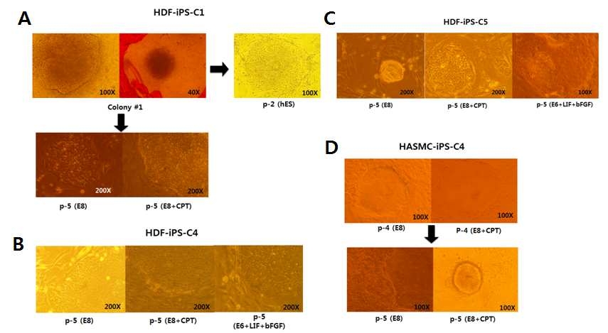 CPT 와 cytokine에 의한 임상등급 유도만능줄기세포 배양 비교