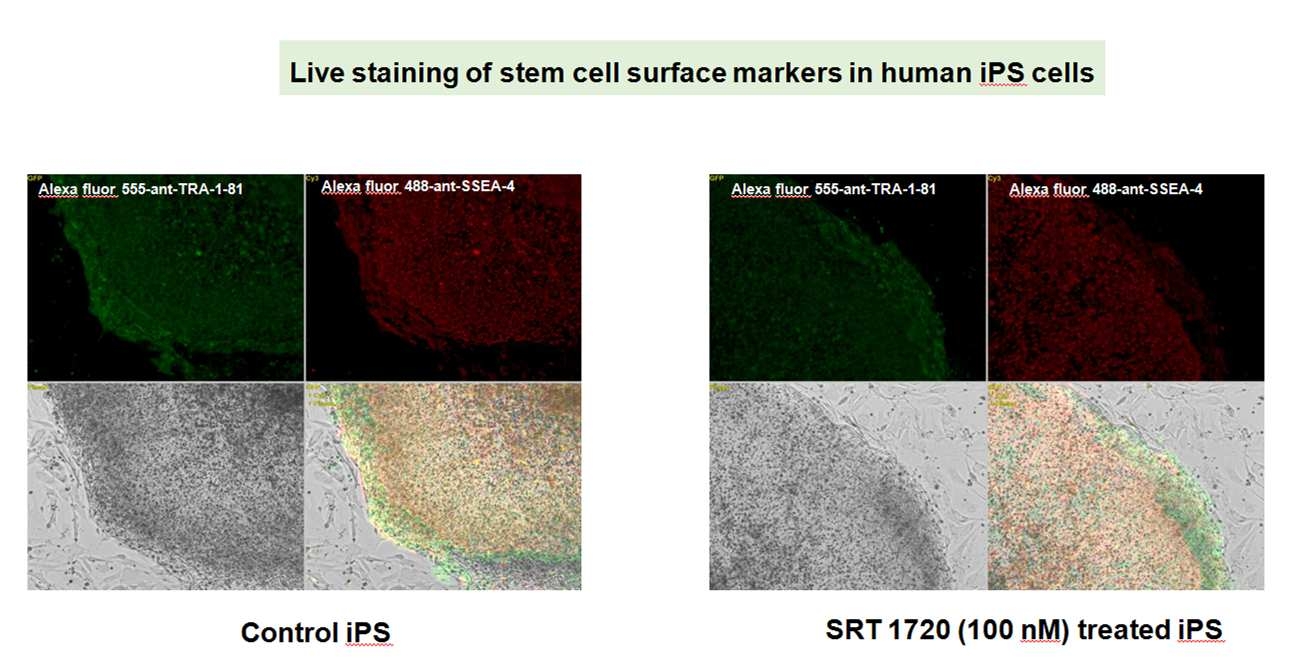 SRT1720 처리 역분화 유도만능 줄기세포의 배아줄기세포 특이표식인자 Live Cell Imaging. 배아줄기세포를 살아있는 상태에서 anti- TRA- 1- 82과 anti- SSEA4를 염색하여 형광현미경으로 촬영함