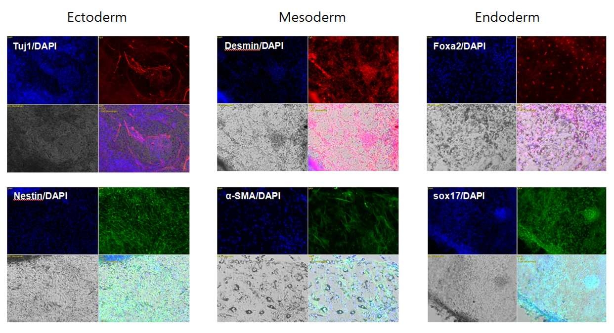 in vitro에서 Embryonic Body(EB) 형성을 통한 유도만능줄기세포의 삼배엽 분화를 형광면역염색으로 확인(endoderm: Foxa2, Sox17, mesoderm: SMA & Desmin, ectoderm: Tuj1, Nestin)