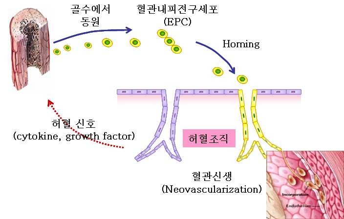 혈관내피전구세포에 의한 혈관신생 및 손상된 혈관의 복구