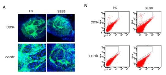 인간배아줄기세포 분화 과정중의 CD34 발현 세포 분석