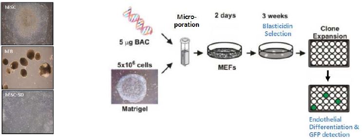 인간배아줄기세포주로의 CD34 BAC plasmid 도입