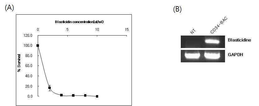 Dox- inducible 생쥐 유도만능 줄기세포주로의 CD34 BAC plasmid 도입