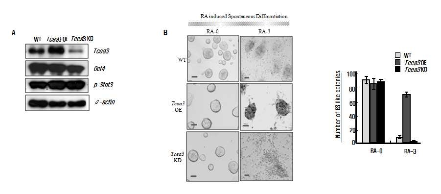 (A) Tcea3를 안정적으로 과발현하거나 또는 저발현하는 배아줄기세포주를 제작하고 Tcea3, Oct4, p- Stat3의 발현 정도를 immunoblot으로 분석함. (B) Tcea3 과발현 또는 저발현 배아줄기세포주에 retinoic acid (RA)를 처리함으로써 무작위적으로 분화하였을 때 Tcea3의 저발현 세포주가 빠르게 분화함을 확인함