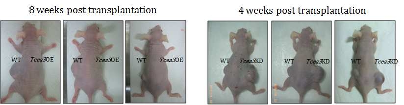 Tcea3 과발현 배아줄기세포는 대조군에 비해 현저하게 Teratoma 형성능이 떨어졌지만, Tcea3 저발현 배아줄기세포는 대조군에 비해 Teratoma 형성이 빠르게 진행됨을 확인함