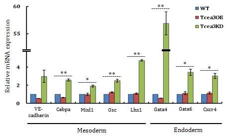 Tcea3 과발현 및 저발현 배아줄기세포를 in vitro에서 mesoendoderm으로 분화한 후 중배엽과 내배엽 분화마커의 발현양상을 realtime RT- PCR 방법으로 대조군과 비교하여 분석함.