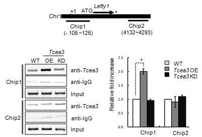 Tcea3 과발현 및 저발현세포주에서 Tcea3가 Lefty1 유전자의 transcription initiation site에 결합하는 정도를 chromatin immunoprecipitation 방법을 통해 대조군과 비교 분석함