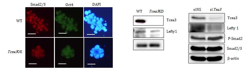 Tcea3의 과발현이 Smad의 배아줄기세포의 핵내 발현을 억제한다는 것을 immunocytochemical 염색법으로 확인하고, Tcea3의 저발현이 Smad의 인산화를 유도함을 immunoblotting으로 확인함