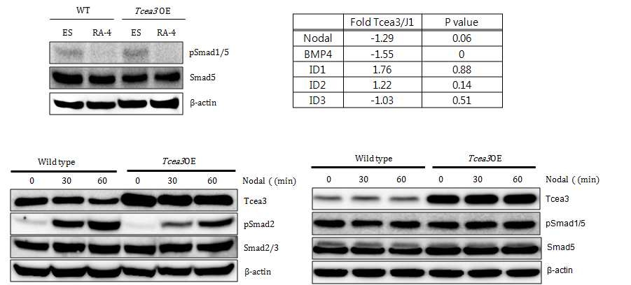 Tcea3의 과발현이 Smad1/5의 인산화에 미치는 영향을 immunoblot으로 확인함