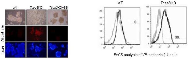 Tcea3 저발현세포주의 VE- cadherin (+)세포로의 분화 촉진과 TGF beta 신호억제제인 SB- 431542처리에 의한 VE- cadherin (+)세포 분화 억제를 immunocytochemical staining으로 확인함. Tcea3KD에서의 VE- cadherin 발현세포 분화효율 정도를 FACS로 분석한 결과 대조군 대비 40% 증가함을 확인함