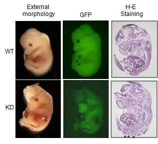 Tcea3 저발현 배아줄기세포에서 chimeric embryo를 형성한 결과, 대조군에 비해 혈관조직이 비정상적으로 과다하게 형성된 것을 확인함