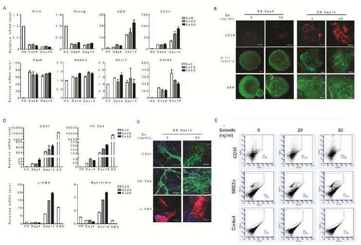 Selenium에 의한 인간배아줄기세포의 혈관전구세포, 혈관세포로의 분화 증가