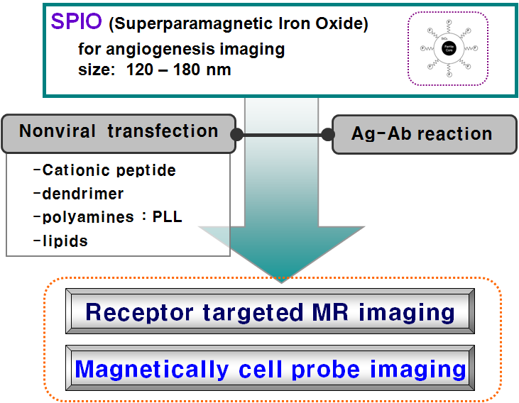 Schematic diagram of SPIO and PLL to use in magnetically cell probe imaging.