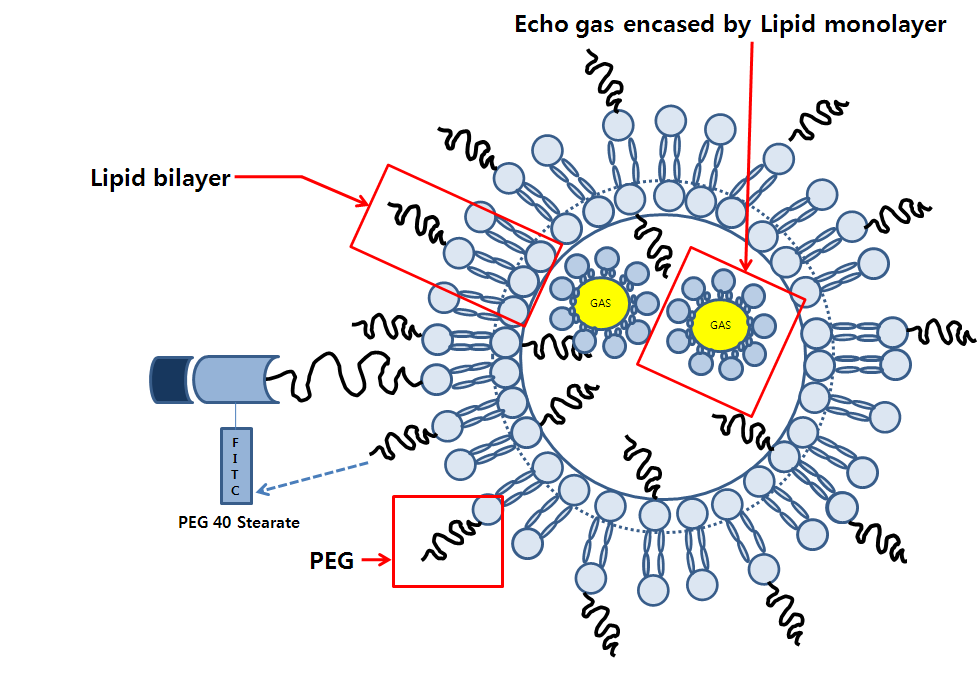 Structure of Bubble liposome (yellow circle: Perfluoropropane gas)