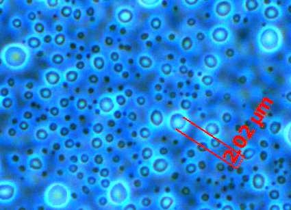 Biotin- conjugated bubble에 대한 위상차현미경 소견(A)과 bubble- biotin - streptoavidin- biotin- antibody