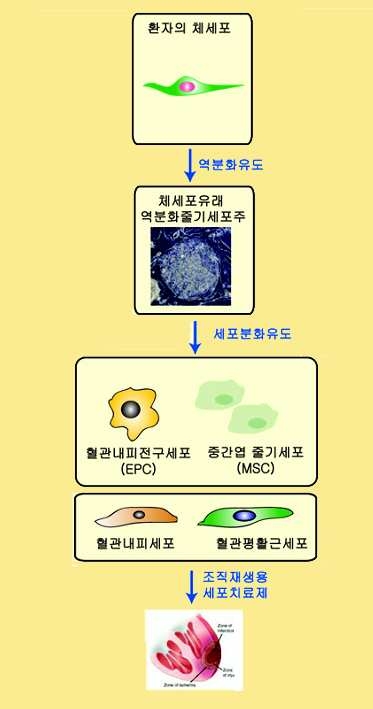 면역적합성 줄기세포 기반 생체모방형 혈관의 제작 및 혈관재생에의 활용 개념도