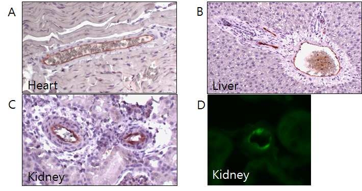 Immunohistochemistry of Rat endothelial cell antigen (RECA)- 1 (A- C) and PECAM- 1(D). RECA- 1, rat endothelial cell specific marker, is expressed in heart (A), Liver (B), Kidney (C) arteriole. PECAM- 1, platelet/endothelial cell adhesion molecule- 1, is expressed in kidney arteriole (D).