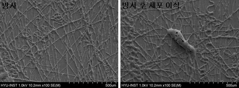 전기 방사법을 이용하여 PLCL을 fiber sheet형태로 제작하였고 (왼쪽) fiber sheet 후에 fibroblast를 부착한 후 SEM 사진 (오른쪽).