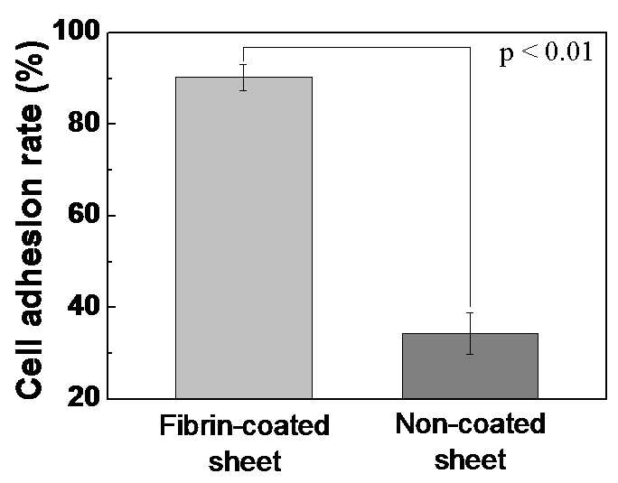 Fibrin 코팅된 fiber sheet와 코팅되지 않은 fiber sheet에 fibroblast를 접종 24시 간 후 fibroblast의 부착율을 비교 하였음. 코팅된 fiber sheet 위에서 세포 부착율은 90% 코팅되지 않은 fiber sheet에서의 세포 부착율은 34%로 코팅했을 때 세포의 부착율이 크게 상승하였음.