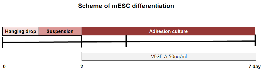 Scheme of differention from mESC to endothelial cells.