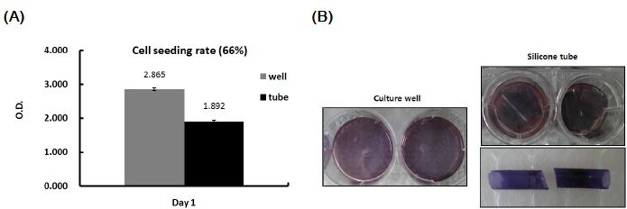 Evaluation of cell attachment efficiency on the inner surface of the tubular- type construct through the MTT assay (n=5). (A) Cell adhesion rate, (B) Photograph of culture well and silicone tube