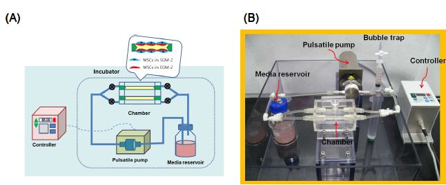 Pulsatile flow bioreactor for tissue engineered vascular graft culture. (A) A schematic of system design, (B) Image of the actual bioreactor system