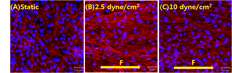 F- actin reorganization of MSCs after shear stress stimulation of 2.5 and 10 dyne/ cm2. Rearrangements of cytoskeletons, morphology changes, and cell arrangements (F: flow direction). (Scale bar: 50um)