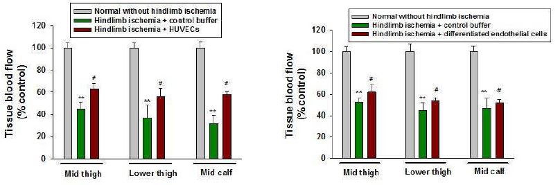 Tissue blood ow in left lower limb was measured fl with laser- Doppler ultrasonography 7 days after hindlimb ischemia. Male nude or C57BL6 mice (8 weeks old) were anesthetized with ketamine. Left inguinal lesion was dissected with animal microscopy (50X). Left common femoral artery was ligated with silk (4.0) 1 cm apart and femoral artery was excised between ligation. human umbilical vein endothelial cell or differentiated endothelial cells were injected in mid portion of thigh. Measurement was performed from mid portion and lower portion of thigh and mid portion of leg of mice. Data are means?SD. n=4 in each group. * * , vs normal without ischemia; # , vs hindlimb ischemia + control buffer