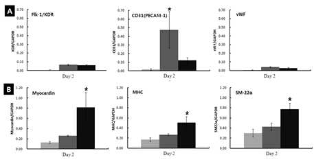 Typical results of RT- PCR. MSCs were cultured in endothelial growth medium under static or shear stress conditions for 24h. (A) EC markers and (B) SMC markers (*p≤ 0.05).