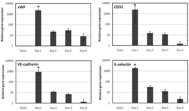 EC markers of MSCs were analyzed after applying the shear stress of 2.5 dyne/ cm2 for 4 days. (*p < 0.05)