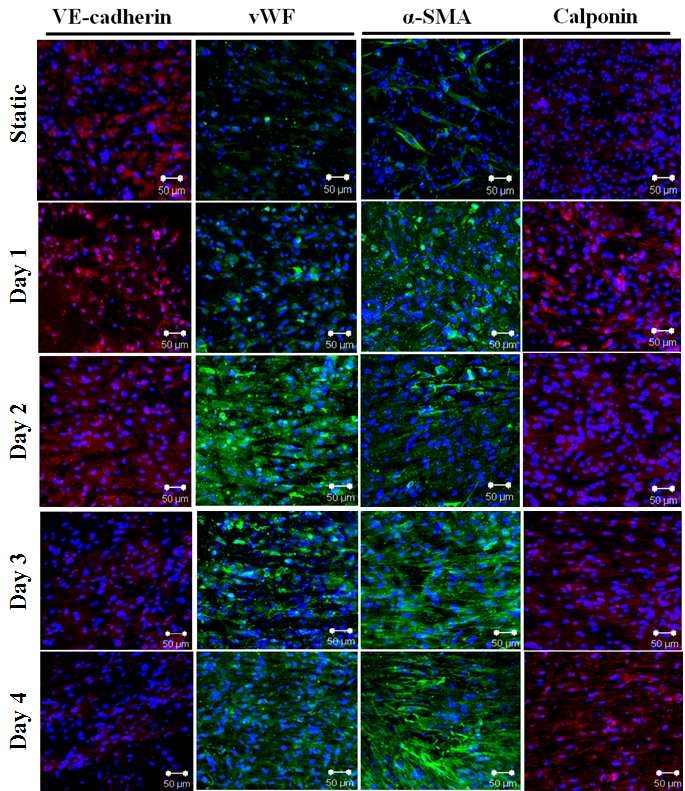 Images of immunofluorescence staining: for 4 days at 2.5 dyne/ cm2 stimulation (Scale bar: 50 μm).