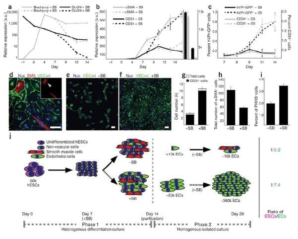 TGF beta 신호계를 억제하는 화합물인 SB-431542의 처리에 의해 배아줄기세포로부터 혈관내피세포로의 분화가 촉진됨