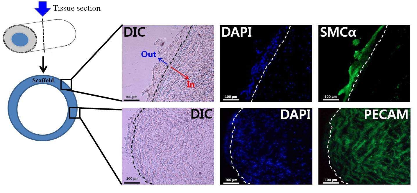 Immunofluorescence staining results of SMA and PECAM in implanted PTFE scaffold (Scale bar: 100 μm).