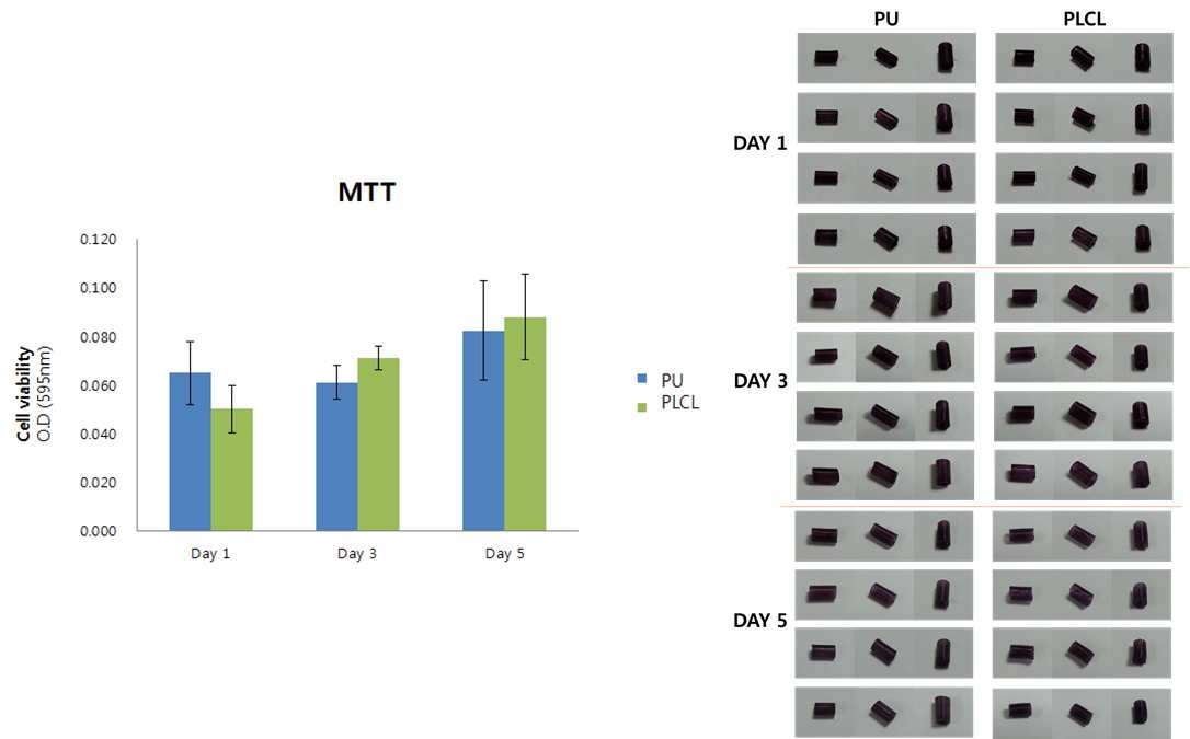 Evaluation of cell attachment efficiency on the inner surface of the PU or PLCL tubular scaffolds through the MTT assay (n=5).